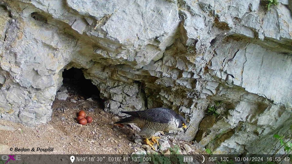 Kvůli hnízdění sokolů je pro turisty uzavřena oblíbená jeskyně Jáchymka v Moravském krasu